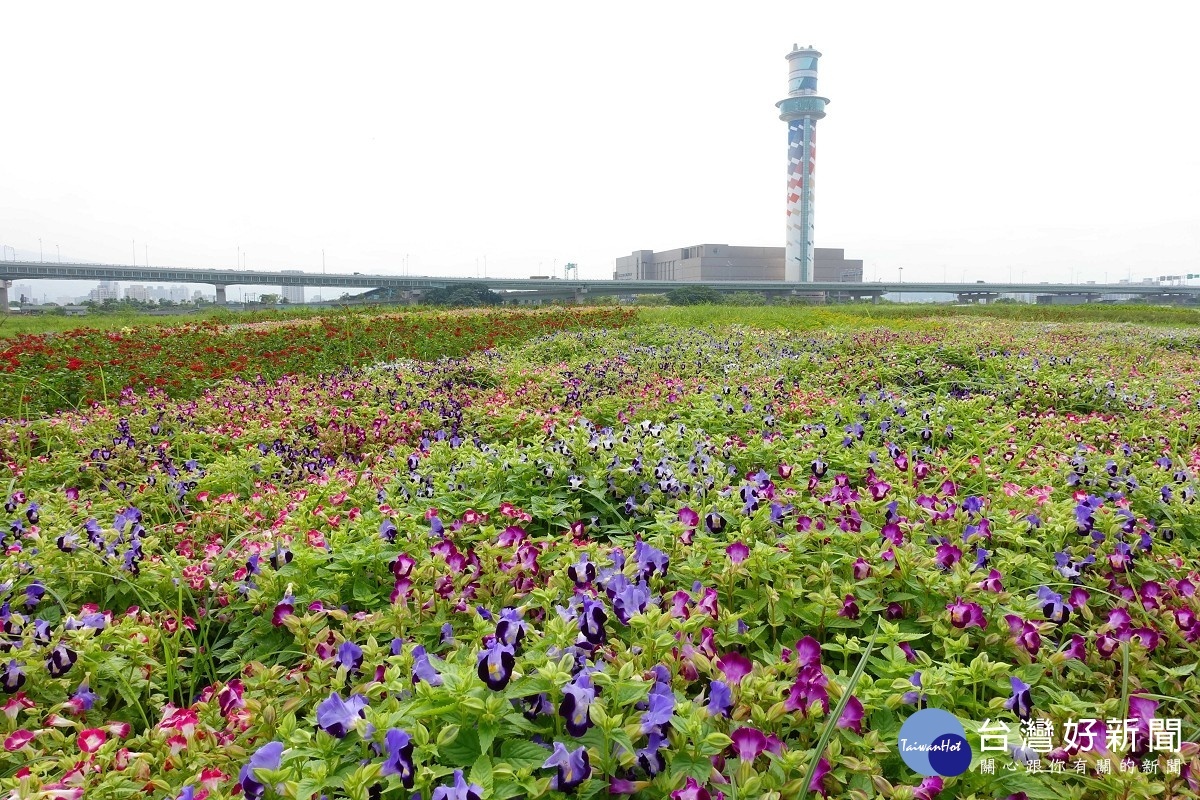 台北打卡新秘境　社子花海河景美不勝收_