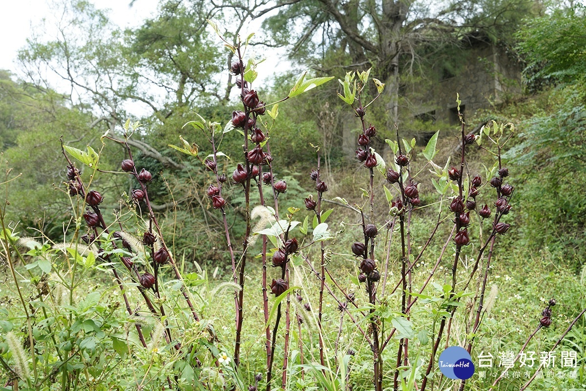 哈佛博士談減肥／韓國慶北大學的重磅論文：洛神花能幫助減肥