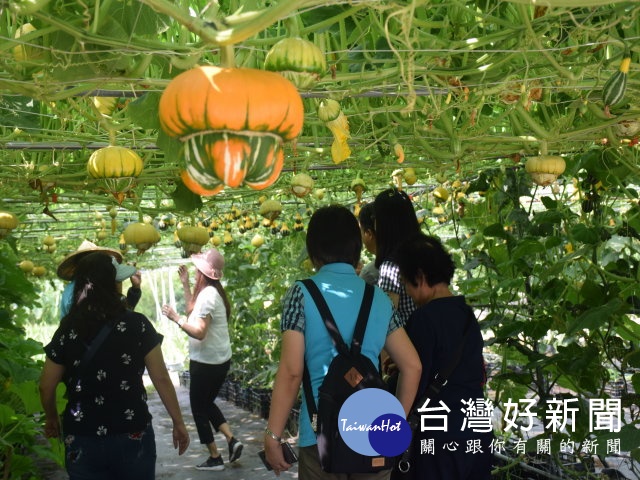 中社花市栽種五顏六色「南瓜」　造型奇特令遊客驚豔_
