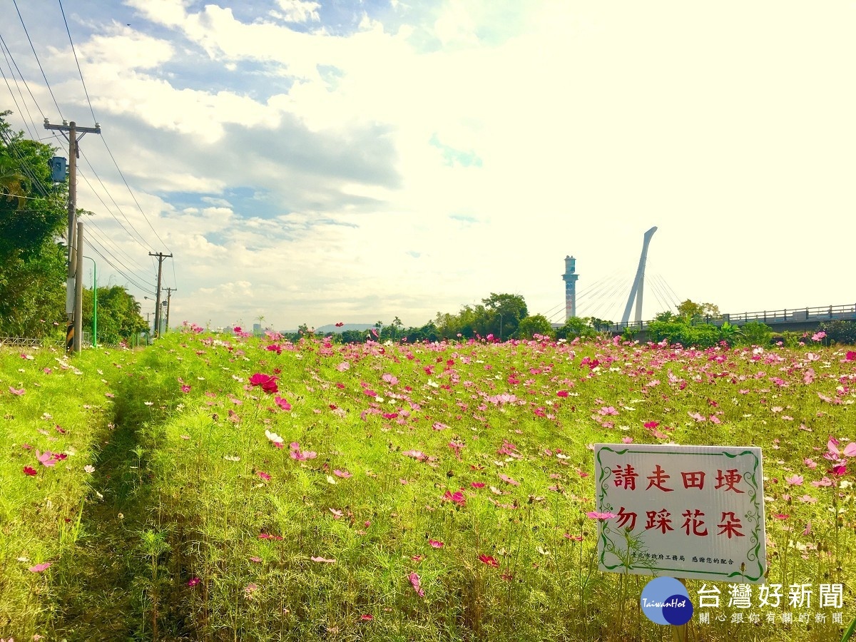 累積黑暗時數　路燈遮光罩助關渡波斯菊開花