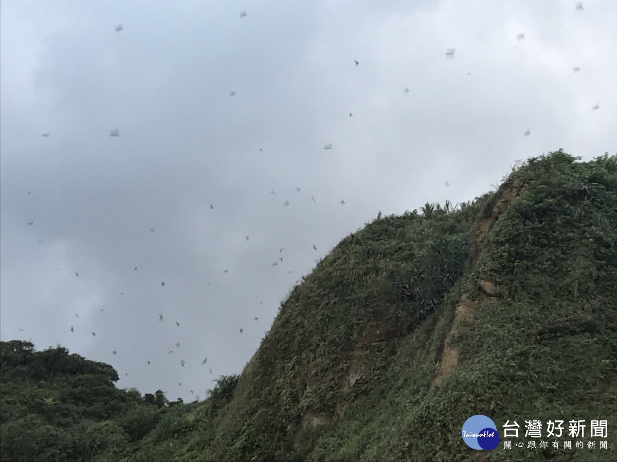 瑞芳萬蝠群飛　數量可達20萬隻