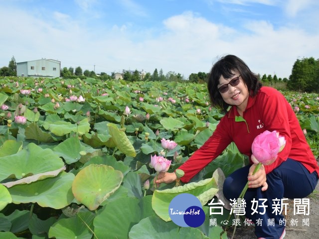 中社花市群花爭艷　二千坪荷花田盛開_機場接送