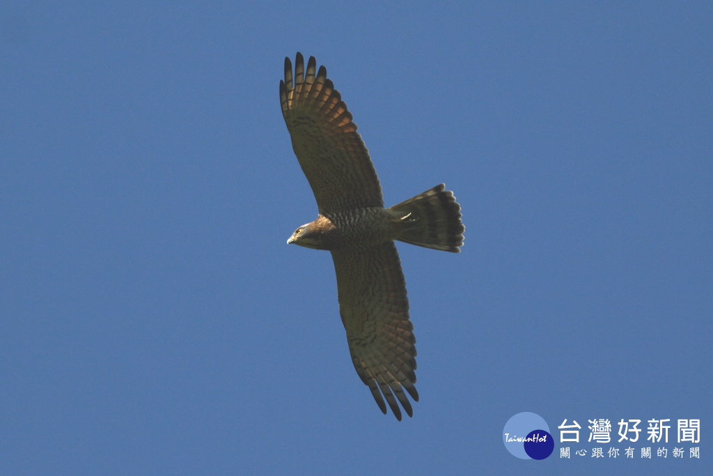 2018鷹揚八卦「Bike訪春天」賞鷹盛會　3/24、3/25饗宴登場_