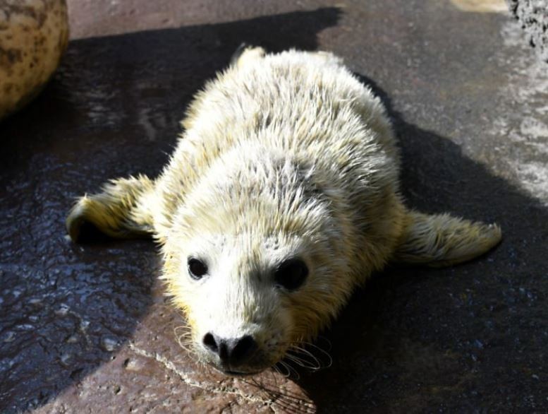 日本水族館出包 小海豹被吸入排水孔死亡