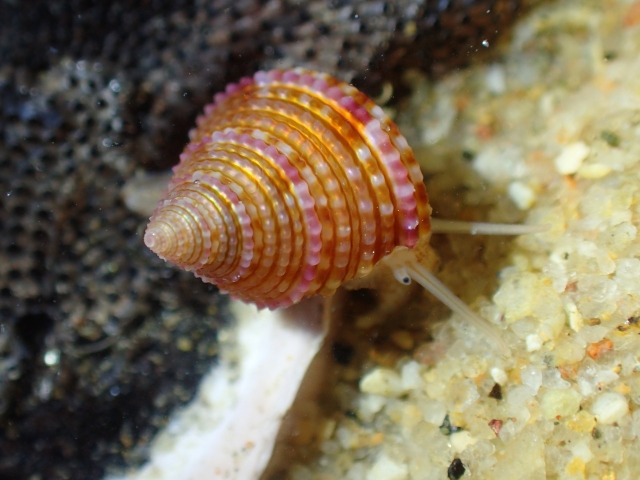 世界新物種金門鐘螺 烈嶼全球首發表