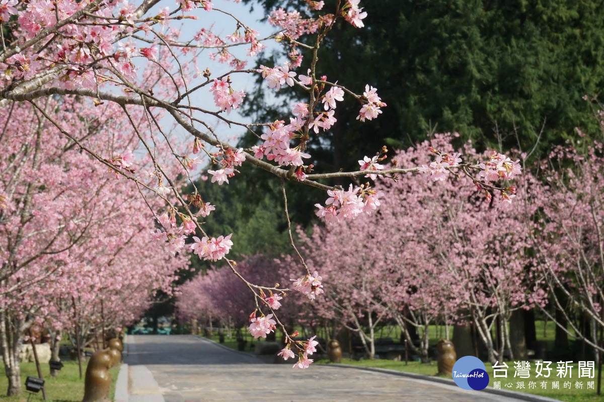 三月富士櫻華麗登場　2018九族櫻花祭活動延長