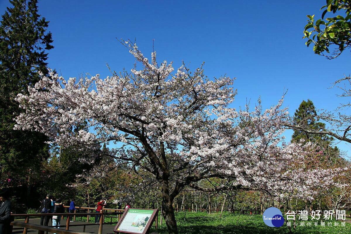 阿里山花季15日登場　櫻王預估3月底至4月初滿開　