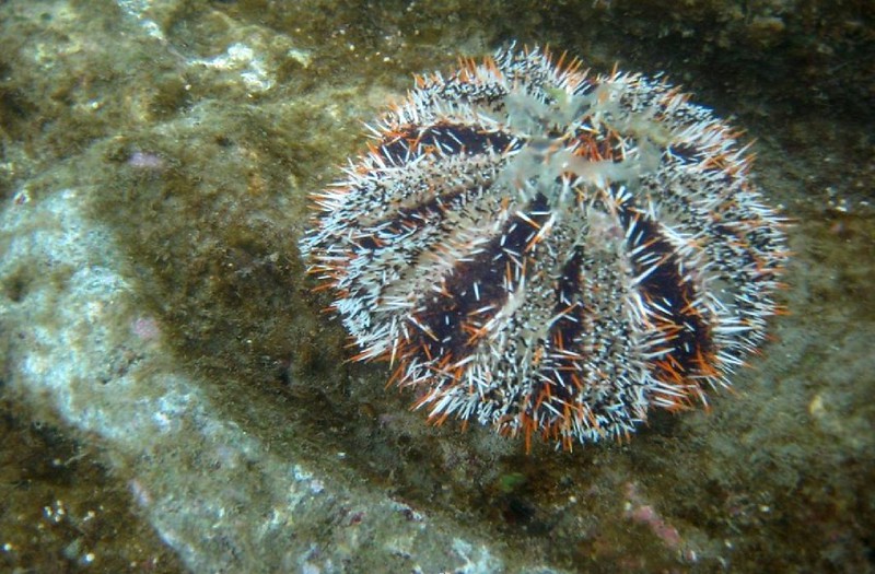 澎湖馬糞海膽開採期未到　查獲民眾盜採139顆海膽