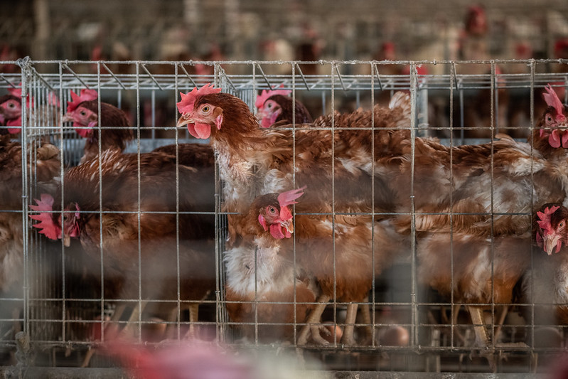 鼎泰豐仍在使用「籠飼雞蛋」 動保團體籲儘速改革