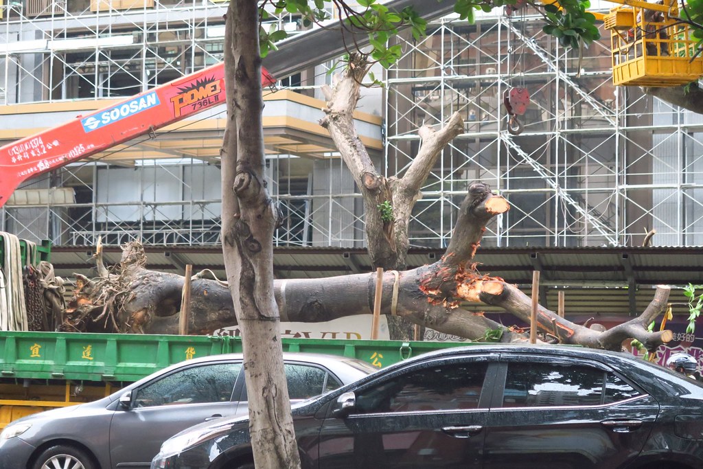 「義享天地」強剪行道樹 高市府：依法裁處不寬貸