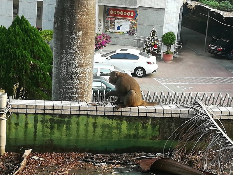 猴群闖校園翻書包偷吃午餐 校長扮驅猴人