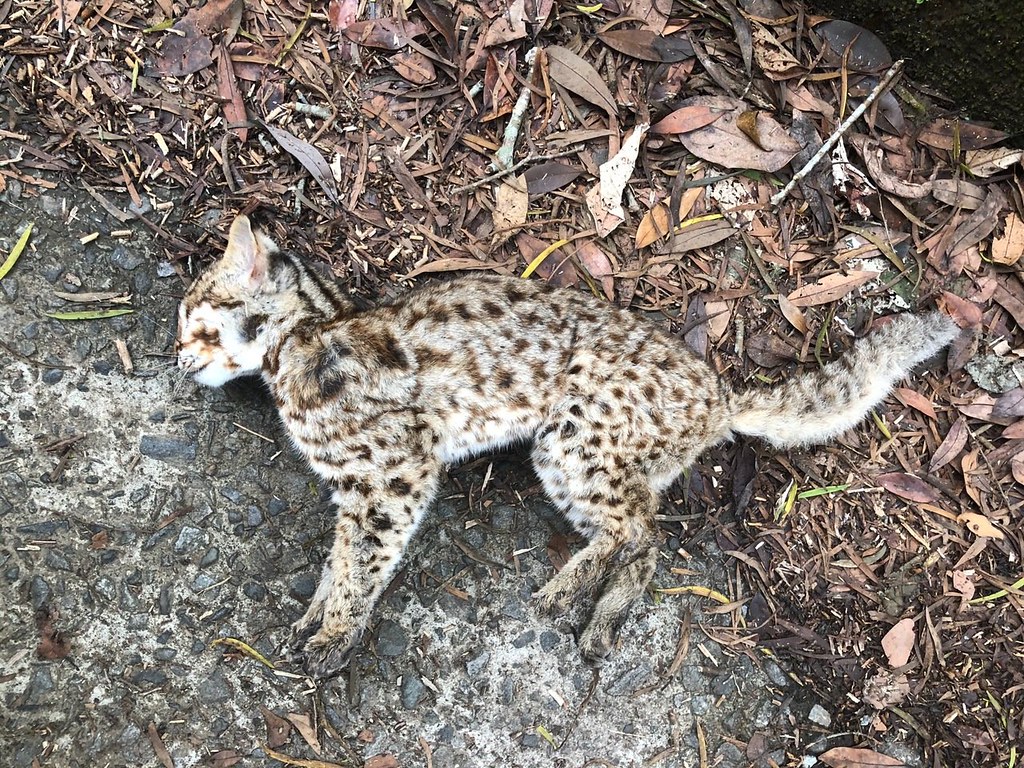 小石虎疑凍死苗栗三義