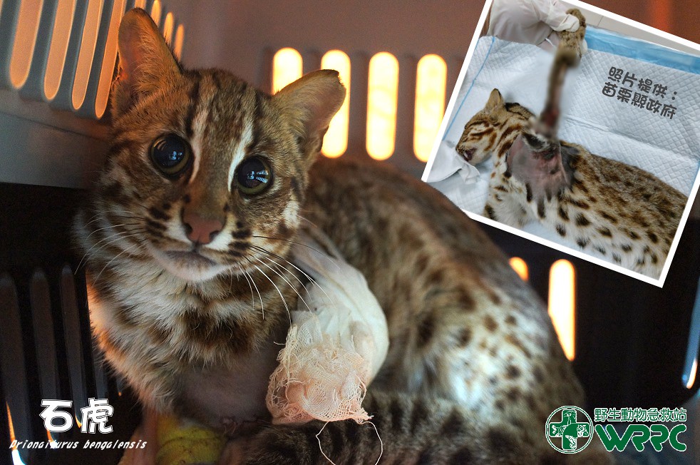 苗栗石虎疑中陷阱截肢保命 難重回山林