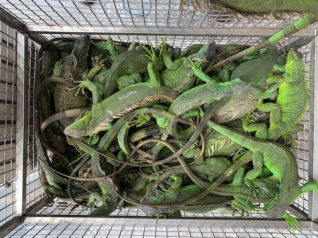 一年捕捉4000多隻 屏府續辦綠鬣蜥換老鷹紅豆