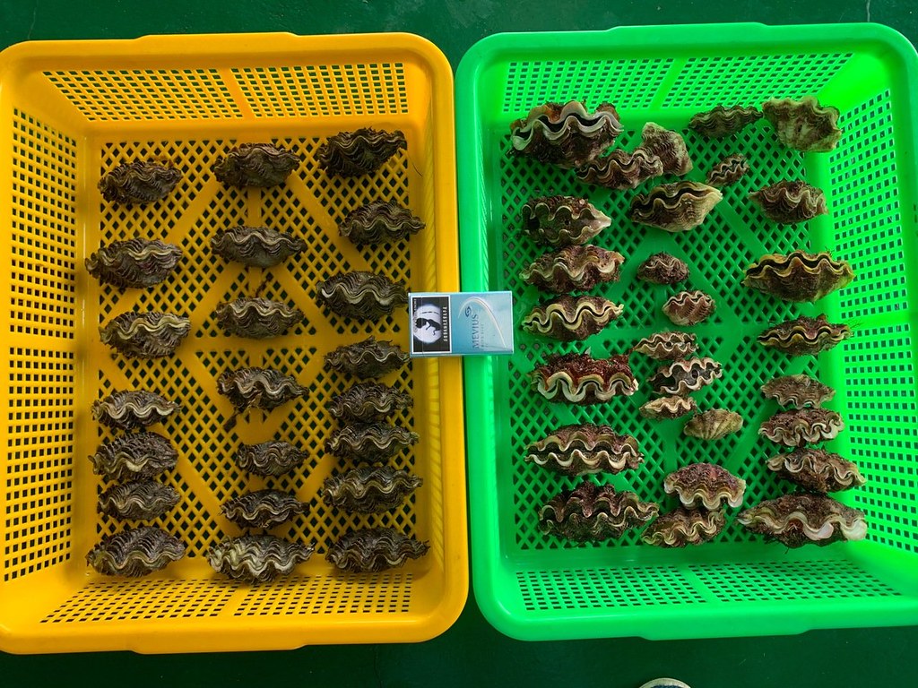 綠島石朗50顆移植硨磲幼貝復育 全遭盜採一空