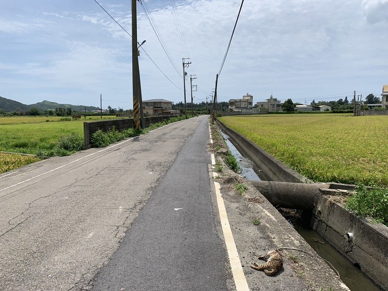 苗栗民眾8日下午於後龍鎮勝利街發現保育類瀕危動物小石虎倒臥路旁