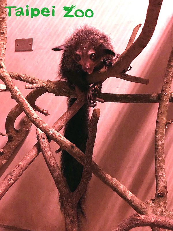 來自東京上野動物園的一隻雌性「指猴」