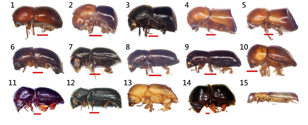 樹木害蟲基因解密 林試所研究登上國際期刊