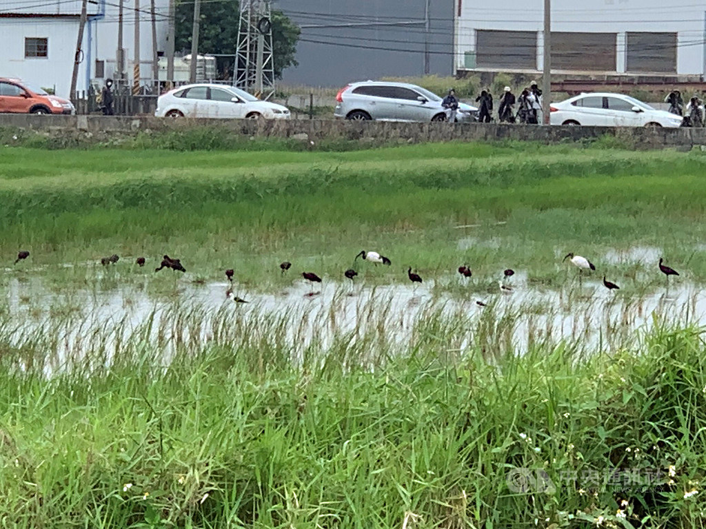 罕見瀕危彩䴉現蹤南台灣 鳥友直奔東港爭睹風采