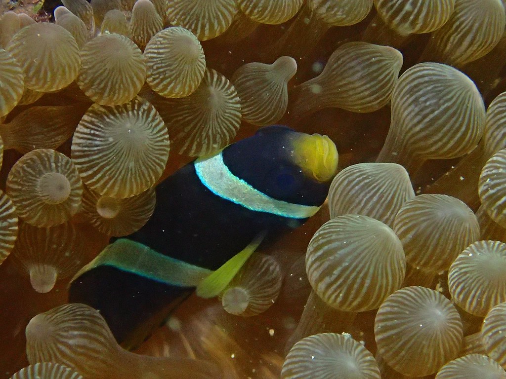 鼻頭角公園週遭海域 小丑魚大量消失