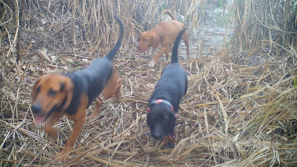 苗縣道140號石虎路殺紀錄高 禁犬獵最重罰30萬
